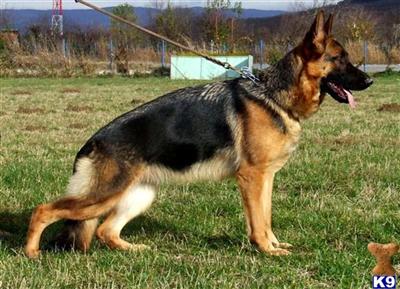 Dogs for Sale